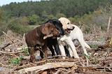LABRADOR 126